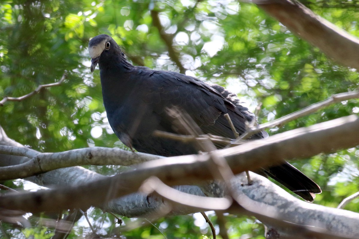 White-crowned Pigeon - ML117441951
