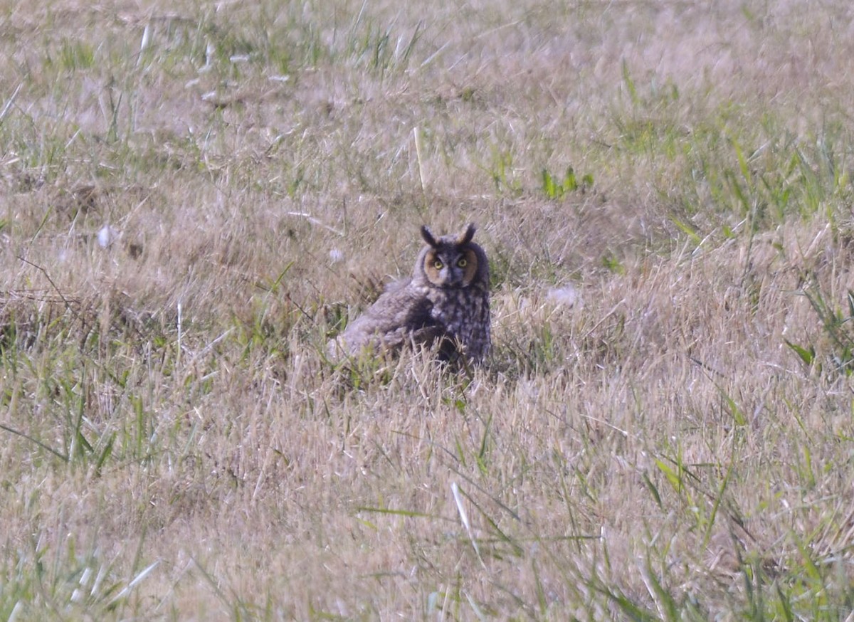 Long-eared Owl (American) - ML117442211