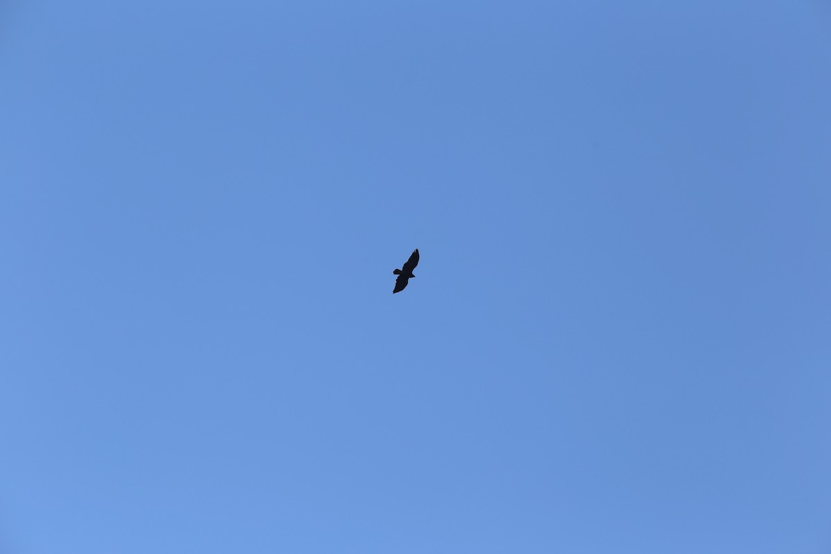 Black-chested Buzzard-Eagle - ML117443521