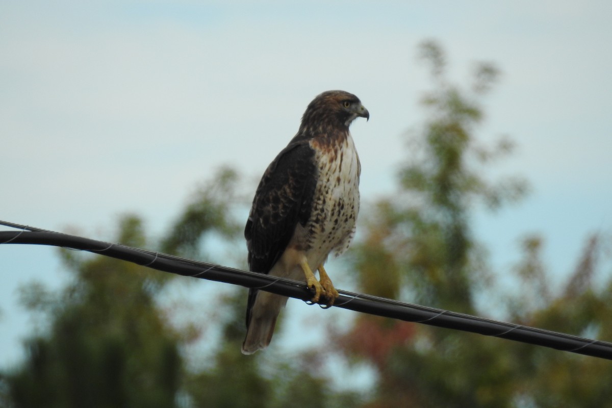 Red-tailed Hawk - ML117445111