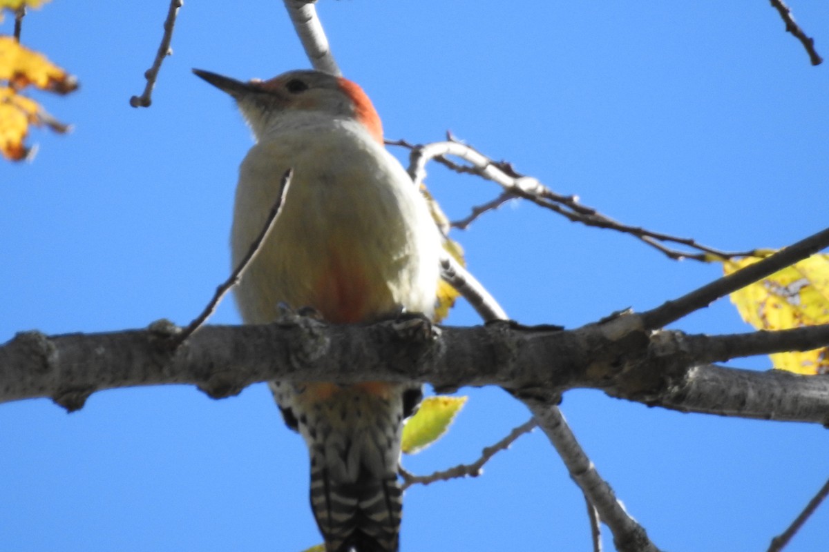 Red-bellied Woodpecker - Dan Belter