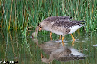 Greater White-fronted Goose, ML117449551