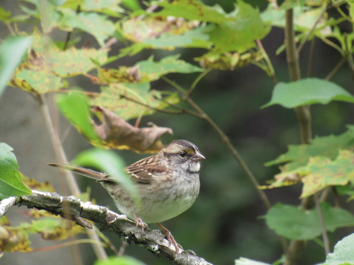 White-throated Sparrow - Ethan Hobbs
