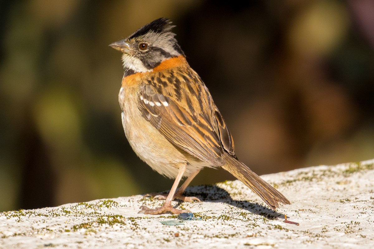Rufous-collared Sparrow - ML117463211