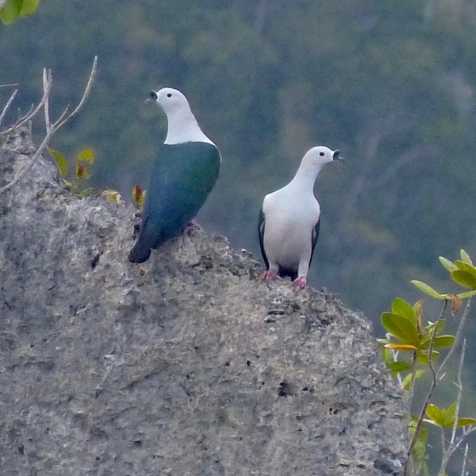 Spice Imperial-Pigeon - ML117464501