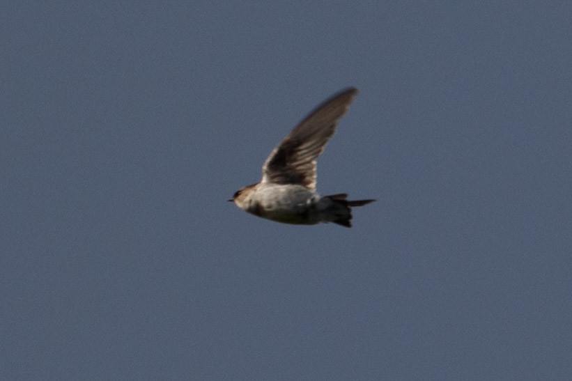 Northern Rough-winged Swallow - ML117465081
