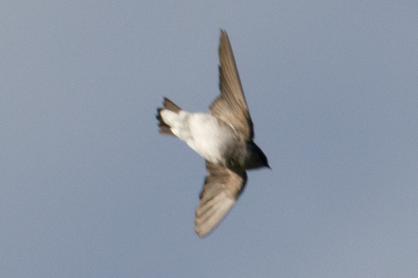 Northern Rough-winged Swallow - ML117465091