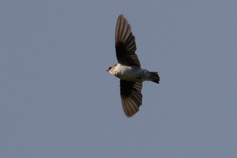 Northern Rough-winged Swallow - ML117465101