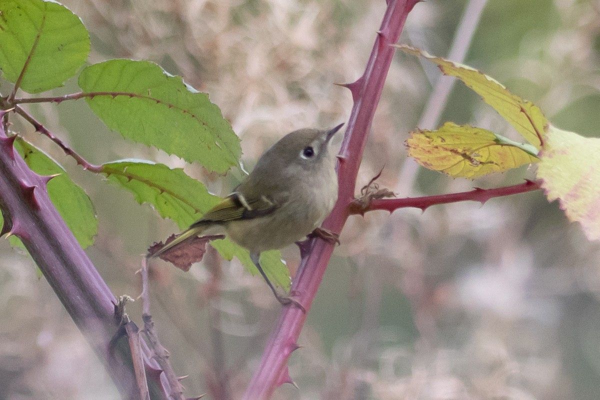 Ruby-crowned Kinglet - Audrey Addison