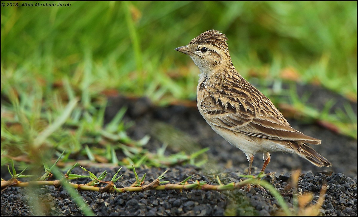 Mongolian Short-toed Lark - Albin Jacob