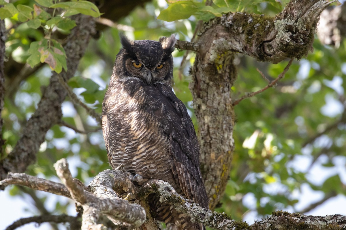 Great Horned Owl - ML117466291