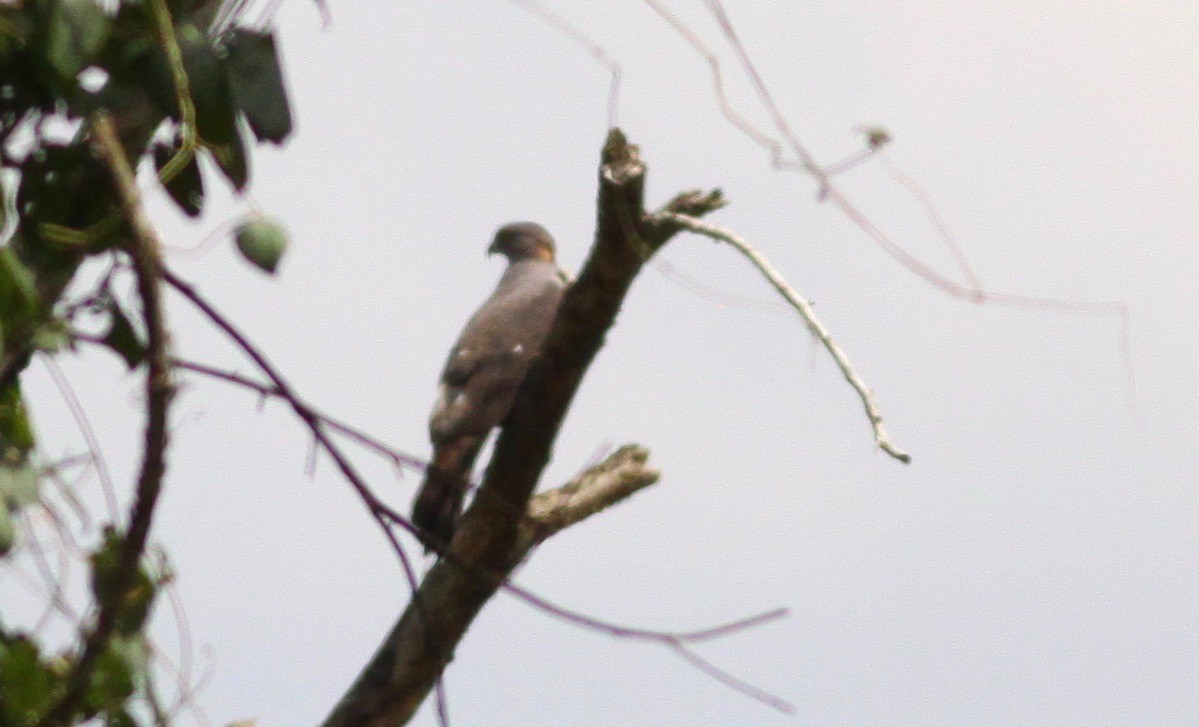 African Cuckoo-Hawk - Roger Clark