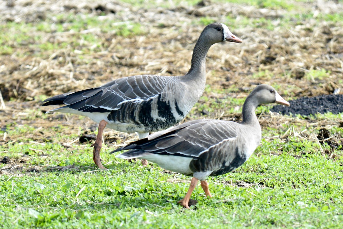 Greater White-fronted Goose - Tim DeJonghe