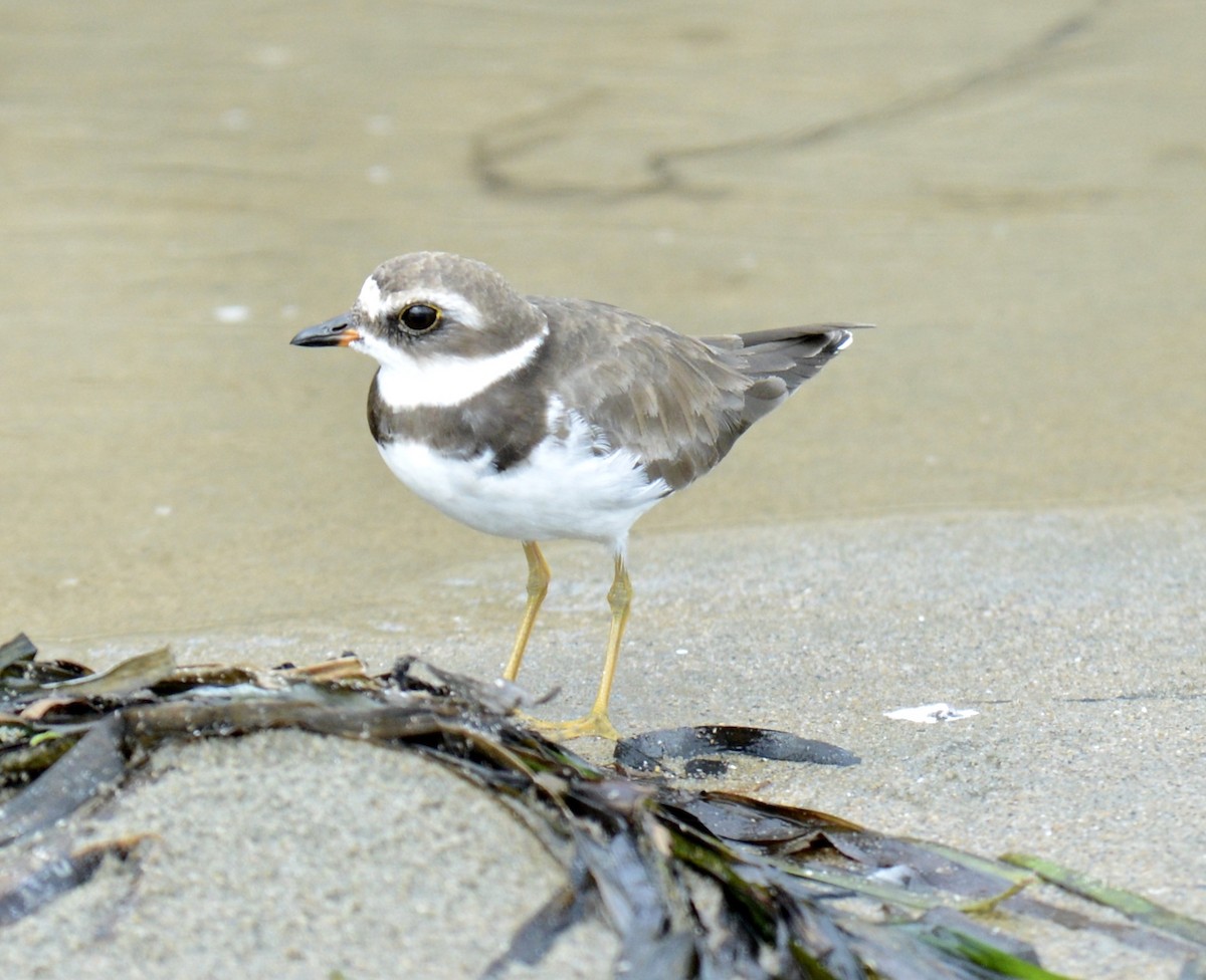 Semipalmated Plover - ML117469891