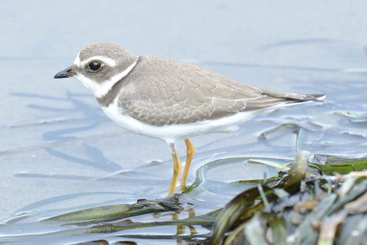 Semipalmated Plover - Tim DeJonghe
