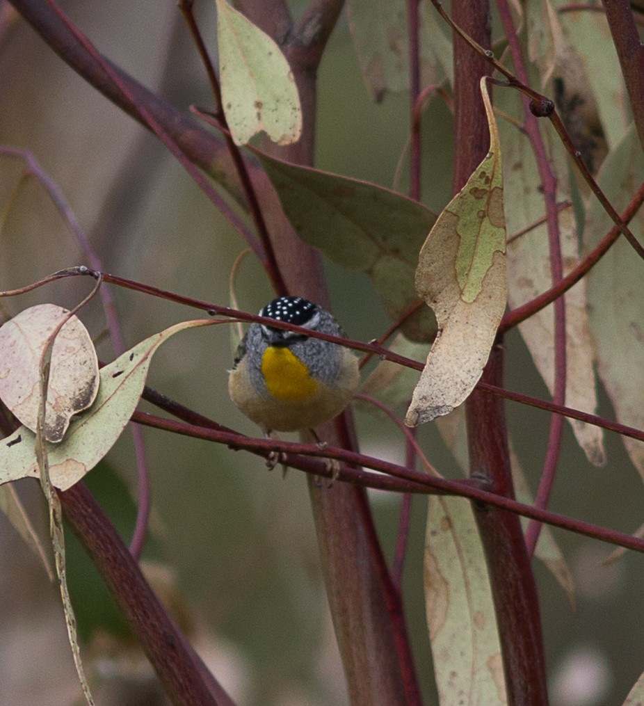 Spotted Pardalote - Richard and Margaret Alcorn