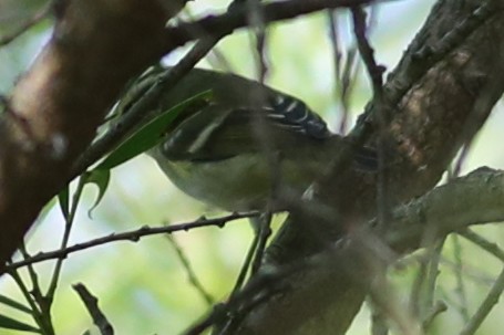 Yellow-browed Warbler - ML117476441
