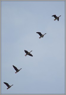 Taiga Bean-Goose, ML117477001