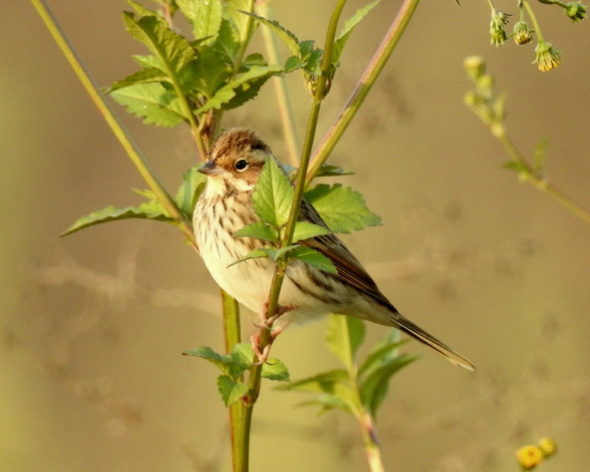 Little Bunting - Scott Young