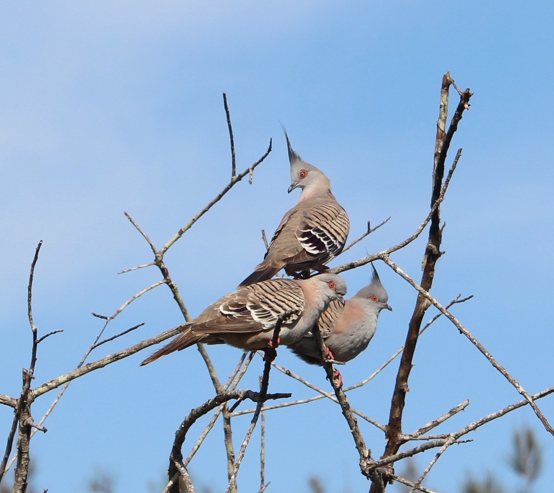 Crested Pigeon - ML117478361