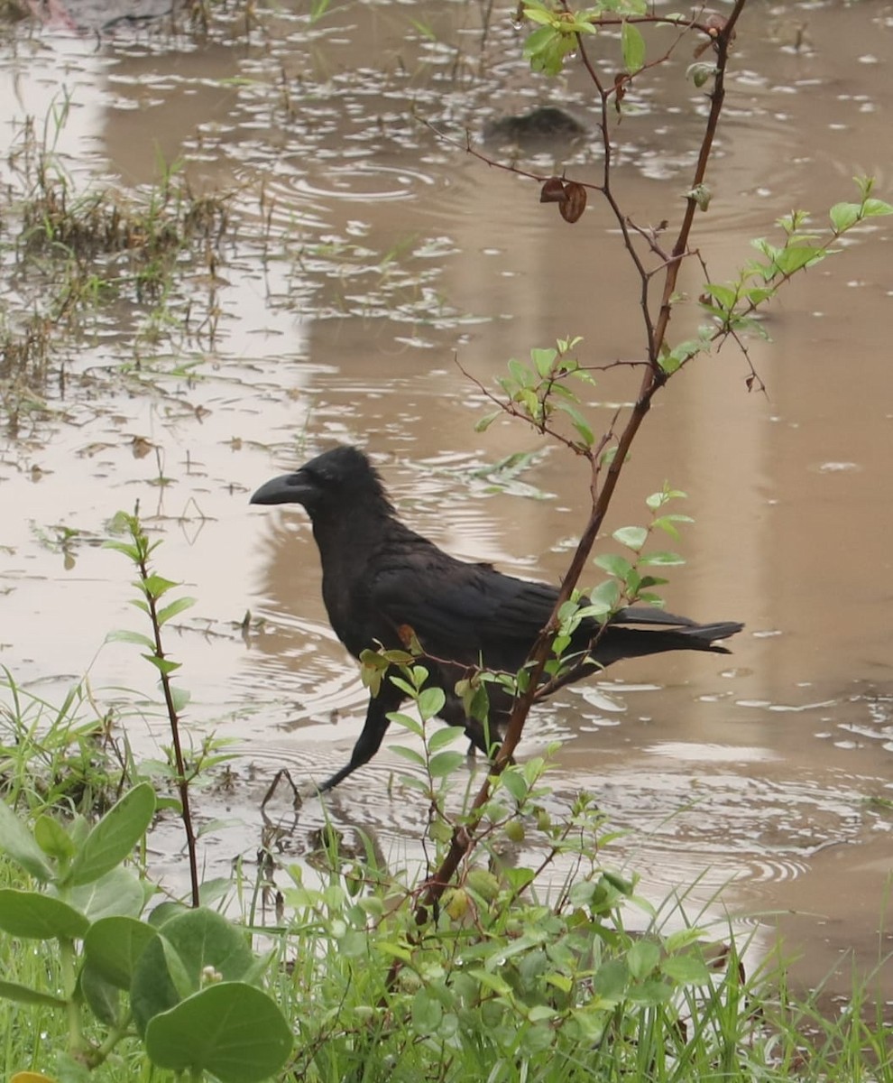 Large-billed Crow - Dr.Sandip  Modi