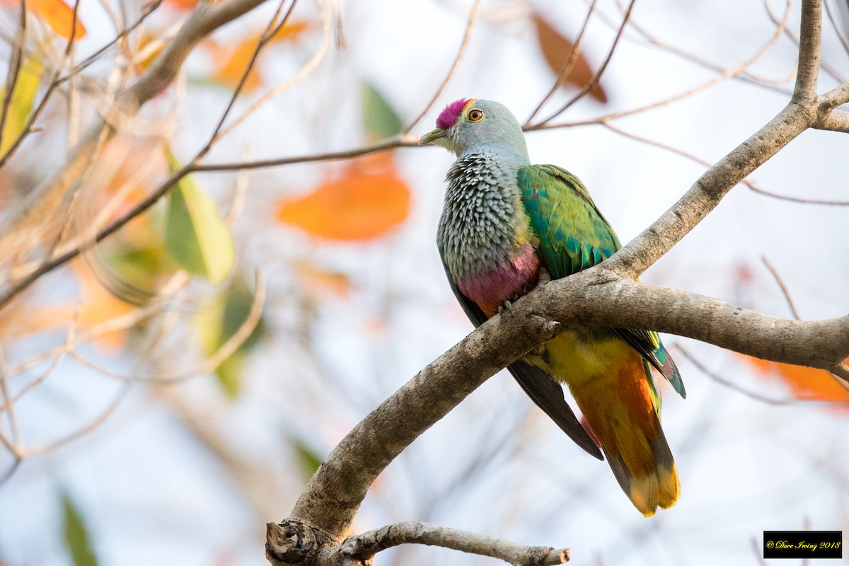 Rose-crowned Fruit-Dove - ML117479371