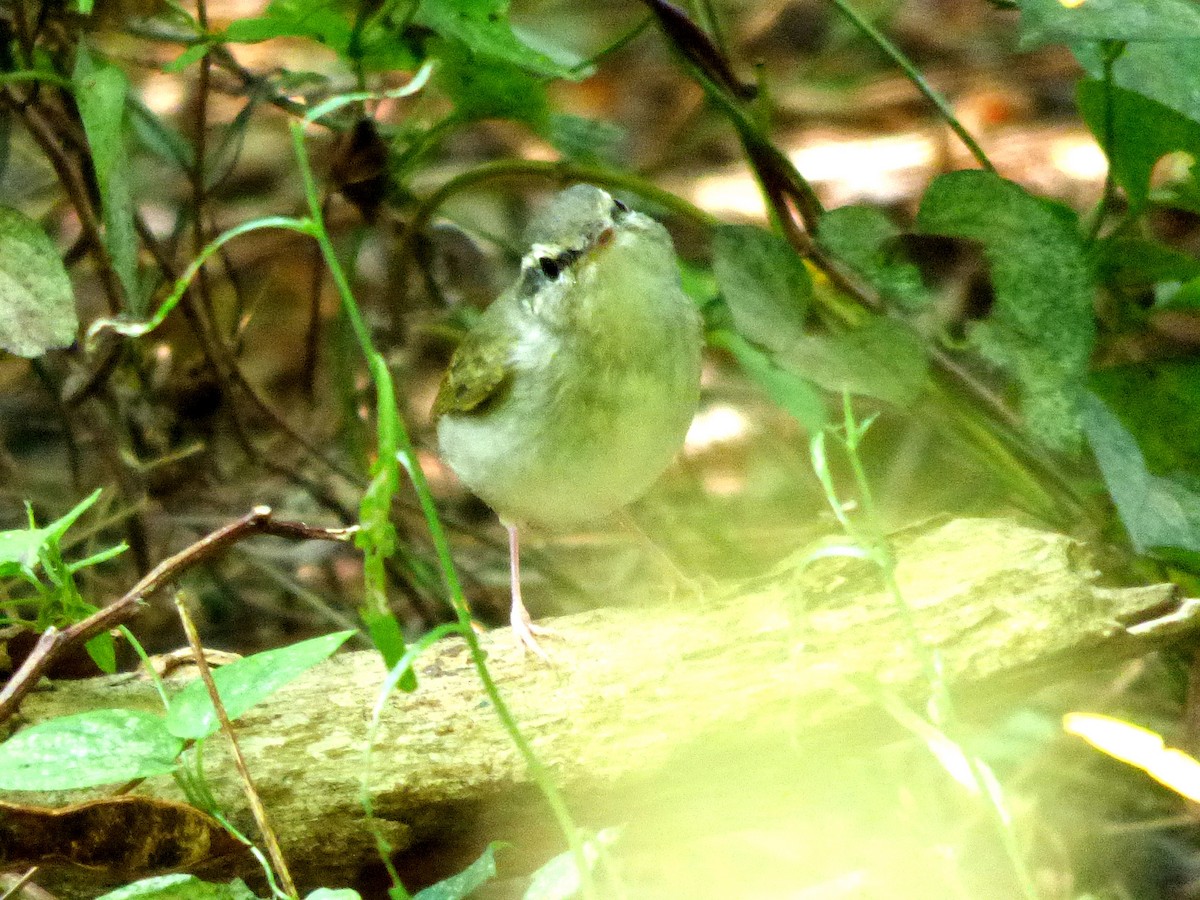 Pale-legged Leaf Warbler - Daniel shi
