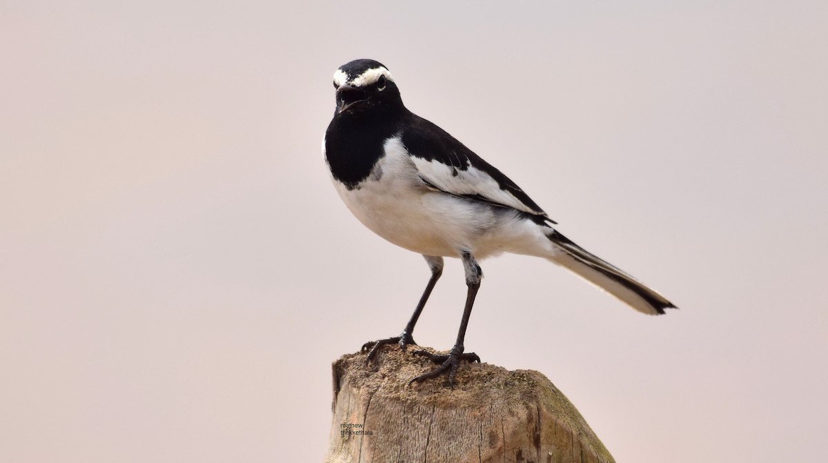 White-browed Wagtail - ML117481451