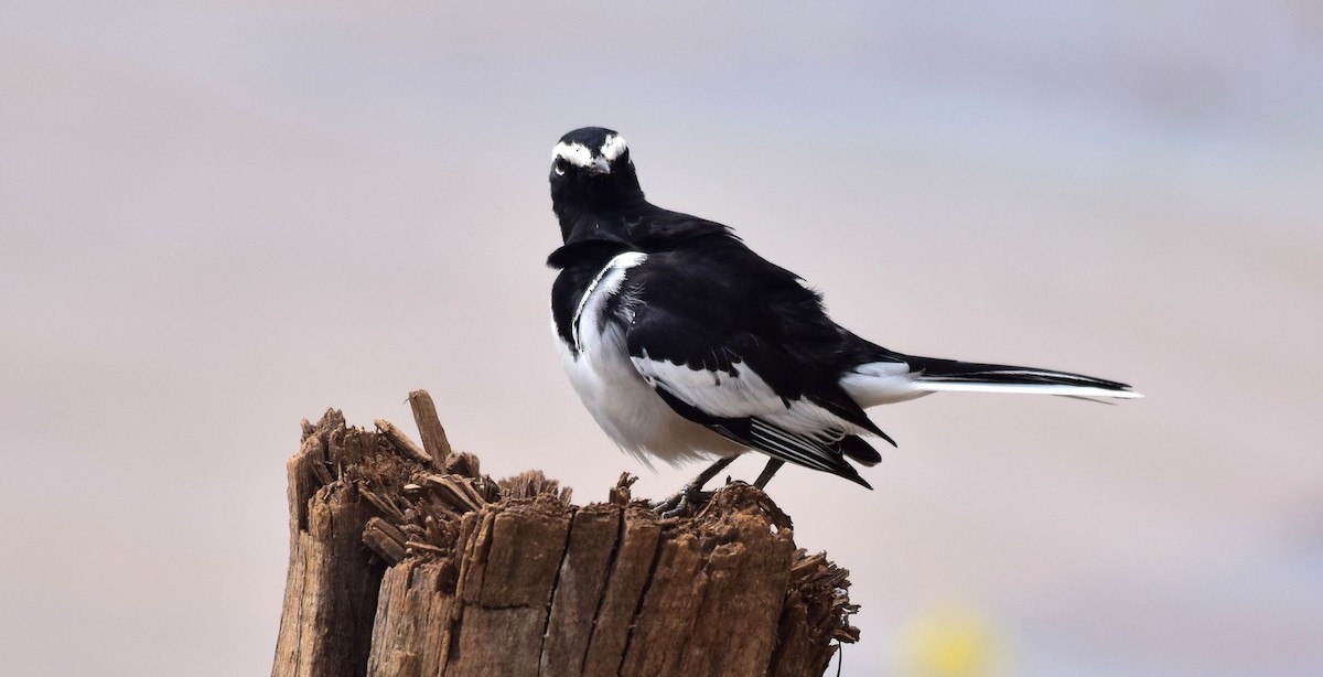 White-browed Wagtail - ML117481481