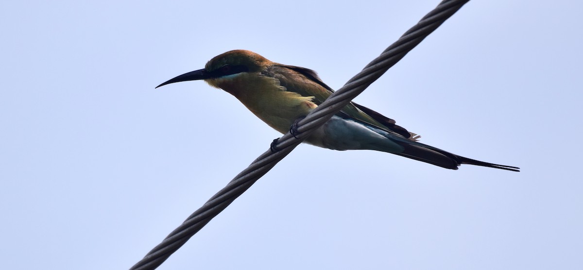 Blue-tailed Bee-eater - ML117481551
