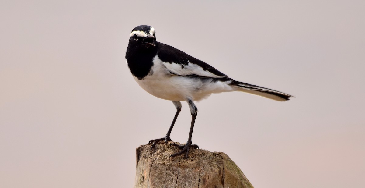 White-browed Wagtail - ML117485771