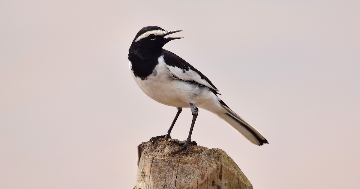 White-browed Wagtail - ML117485791
