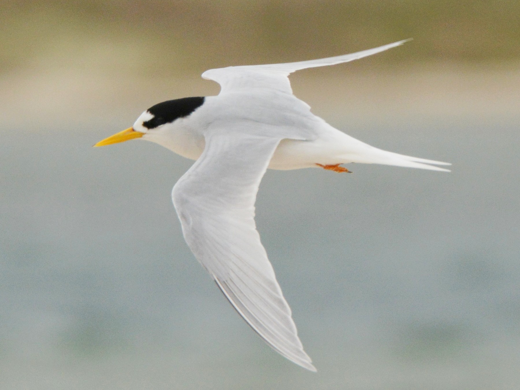 Australian Fairy Tern - Christopher Stephens