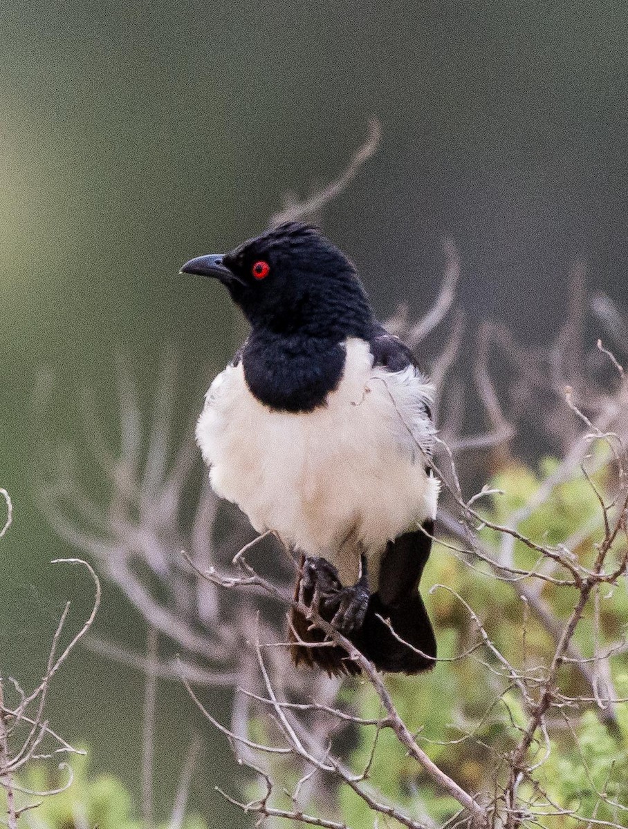 Magpie Starling - ML117487571
