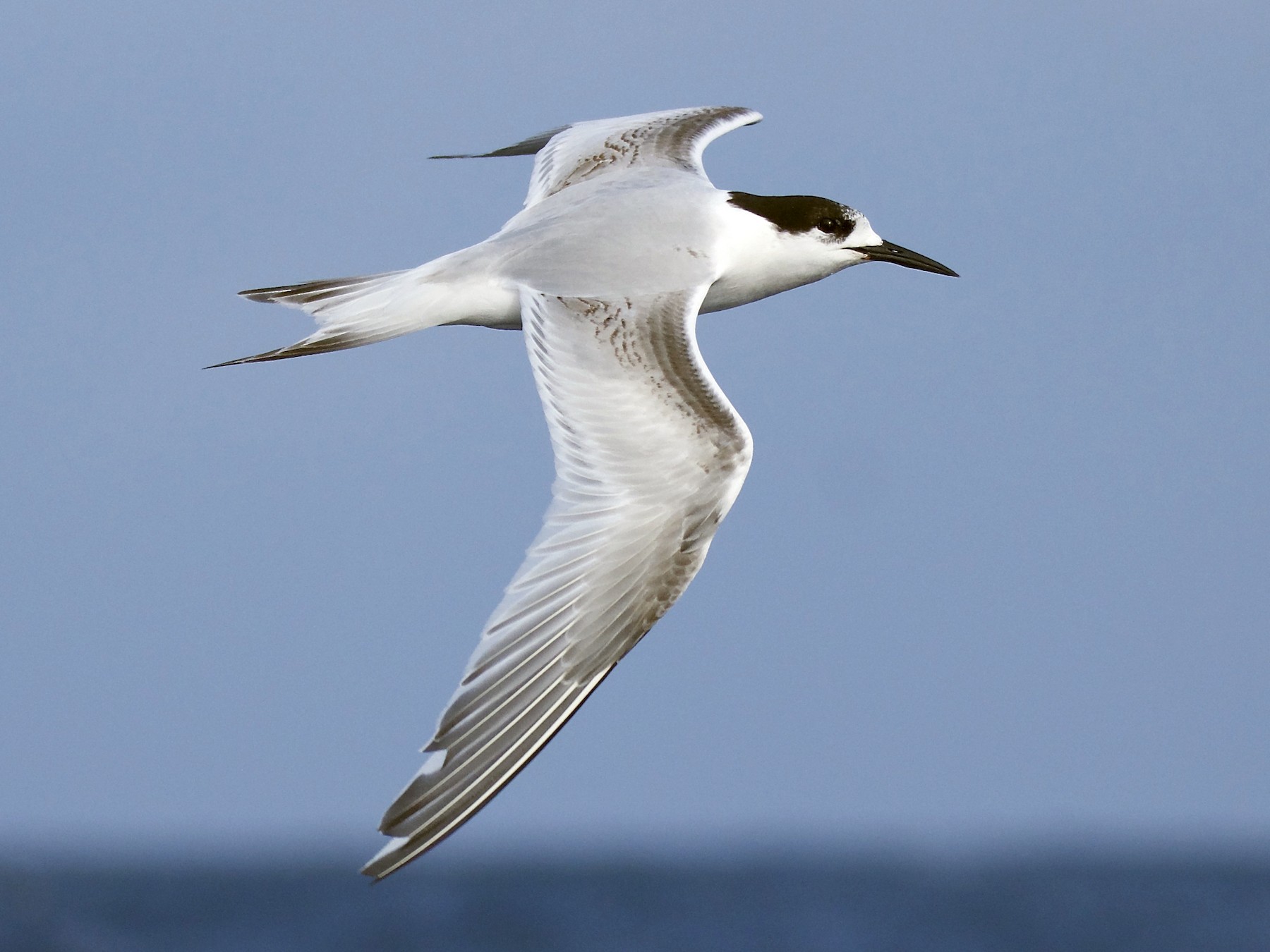 White-fronted Tern - Peter Vaughan