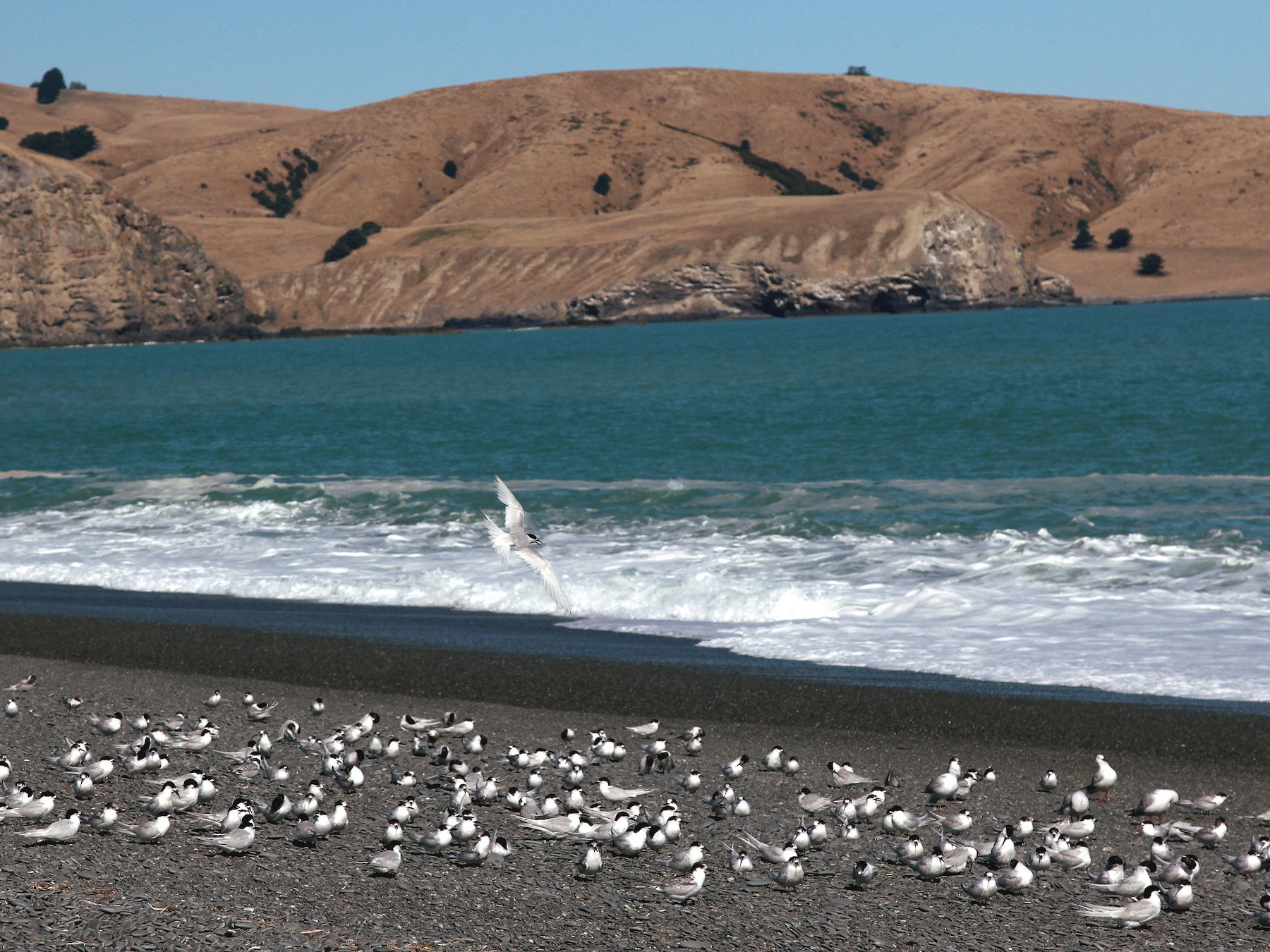 White-fronted Tern - V. Lohr