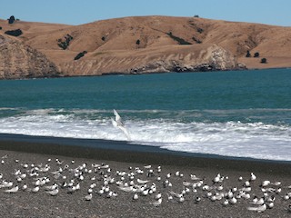  - White-fronted Tern