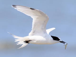  - White-fronted Tern