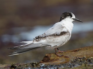  - White-fronted Tern