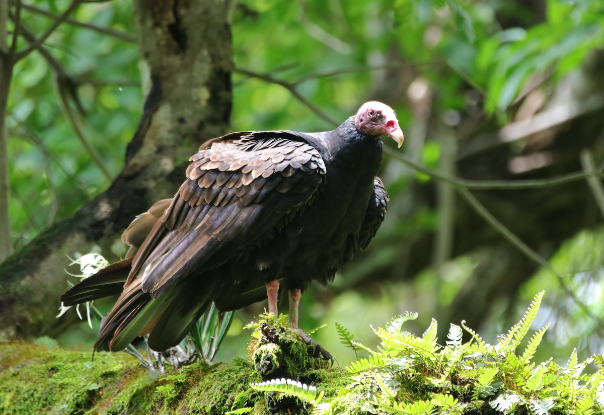 Turkey Vulture - KARIN KNIGHT