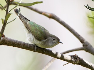 Молодая птица - Stephen Murray - ML117488501