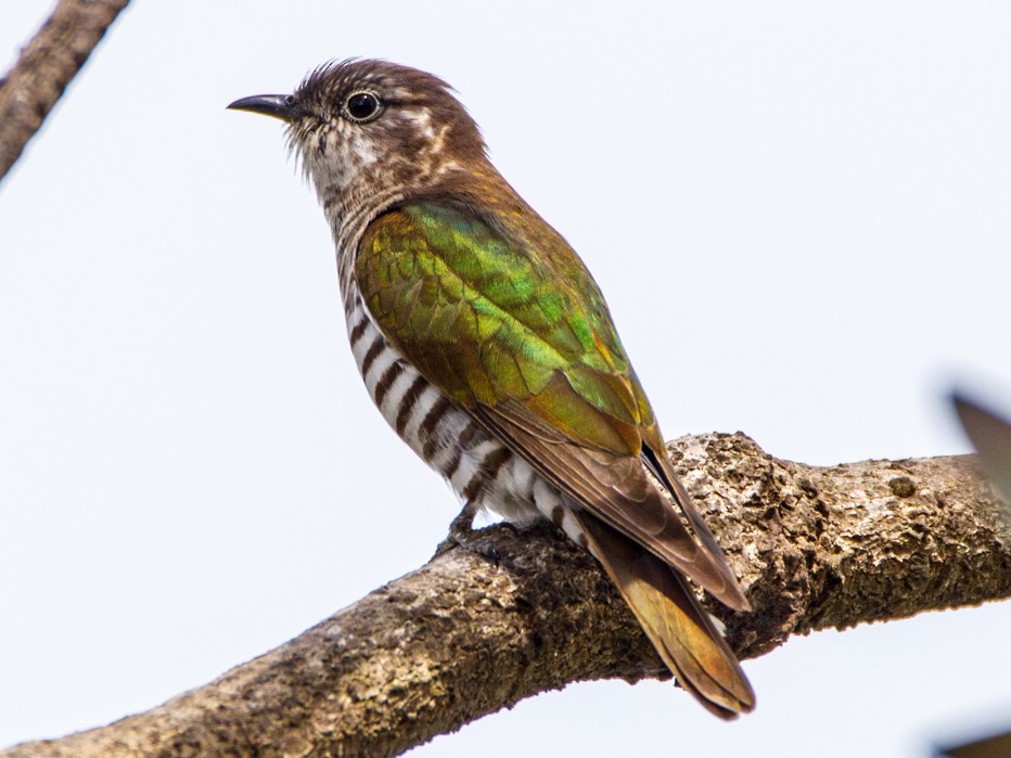 Shining BronzeCuckoo eBird Australia