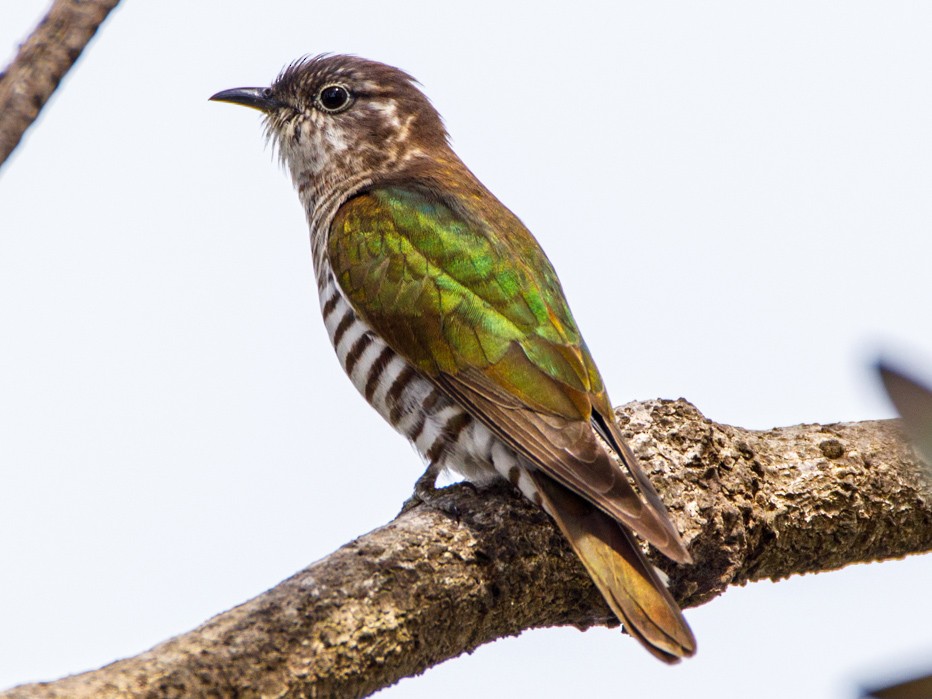 METAL REFRIGERATOR MAGNET Shining Bronze Cuckoo Bird Travel Australia 