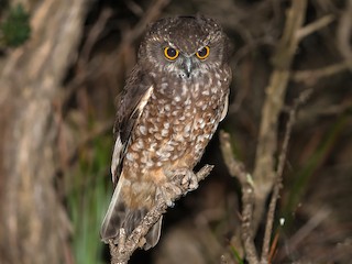 OWl / Boo!! 、FLAP、KICKASS 91jS4ZEhLVL._AC_UF350,