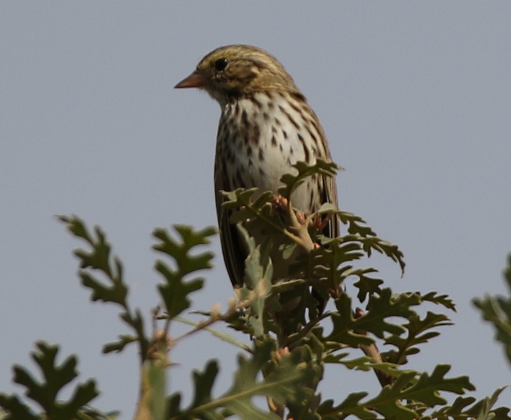 Savannah Sparrow - Breck Breckenridge