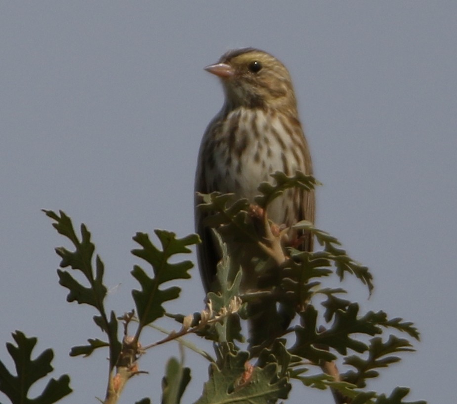 Savannah Sparrow - Breck Breckenridge