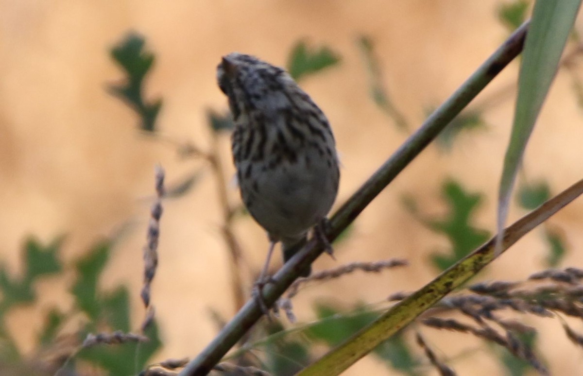 Song Sparrow - Breck Breckenridge