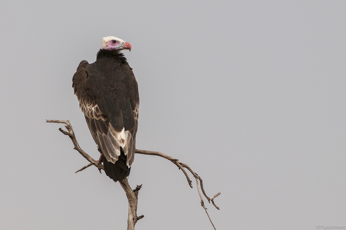 White-headed Vulture - Francisco Ahedo Fernandez