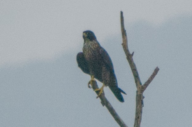 Peregrine Falcon (Indo-Pacific) - ML117494901