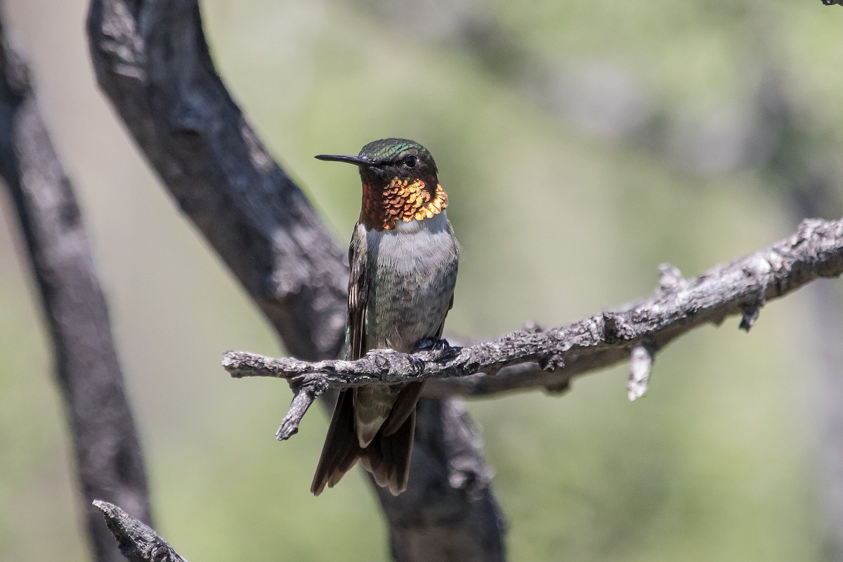Ruby-throated Hummingbird - Lorna Clevenger